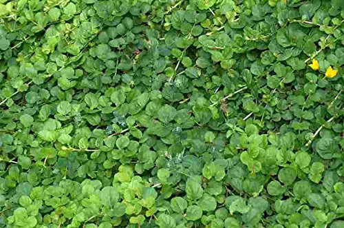 Mühlan - 7 Bund/Portionen Pfennigkraut für den Gartenteich, Sauerstoffpflanzen für den Teich, winterharte Pflanzen von Mühlan Wasserpflanzen