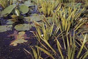 Mühlan - 7 Krebsscheren als Schwimmpflanzen für den Gartenteich/Teich, weiß blühend und winterharte Pflanzen von Mühlan Wasserpflanzen