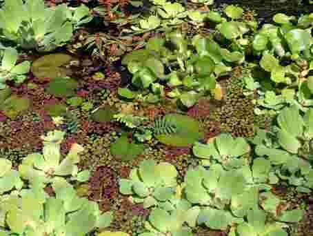 Mühlan - Gartenteich Schwimmpflanzenmix, 8 ausgewachsende Pflanzen, je 2 x Wassernuss, Muschelblume, Büschelfarn, Froschbiss von Mühlan Wasserpflanzen