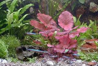 Mühlan Topartikel- Anti-Algen-Set - 40 schnellwachsende Pflanzen + 2 Tigerlotus von Mühlan Wasserpflanzen