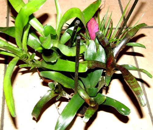 Mühlan Topartikel- Bromelienmix 4 Verschiedene Bromelien für Terrarien und Paludarien, Bromelie von Mühlan Wasserpflanzen