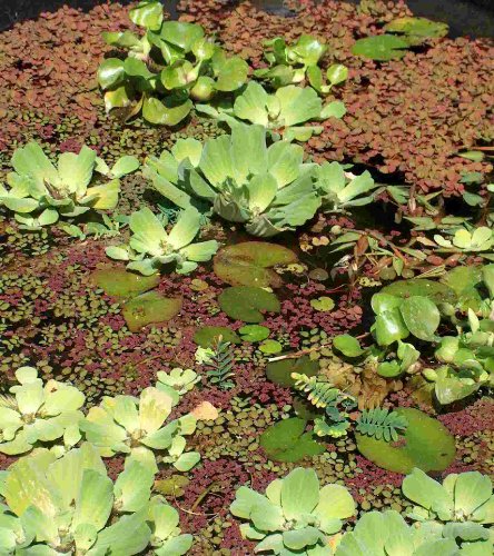 Mühlan Topartikel- Schwimmpflanzen Mix 4 Sorten für Teich gegen Algen von Mühlan Wasserpflanzen