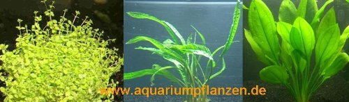 Mühlan Topartikel- je 1 Topf Vorder-, Mittel- und Hintergrundpflanze für Aquarium, Wasserpflanzen für alle Bereiche von Mühlan Wasserpflanzen