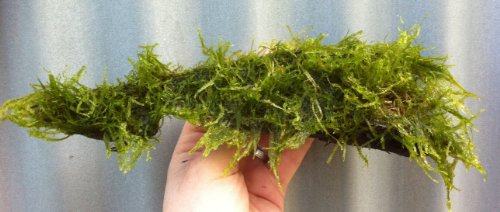 Mühlan Wasserpflanzen Wurzel bepflanzt mit Javamoos für Aquarium Mühlan Wasserpflanzen Wurzel bepflanzt mit Javamoos für Aquarium von Mühlan Wasserpflanzen