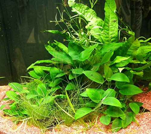 Mühlan - Wasserpflanzensortiment für Barschliebhaber, robuste Aquariumpflanzen, hartlaubig, ausdauernd + Wasserpflanzendünger von Mühlan Wasserpflanzen
