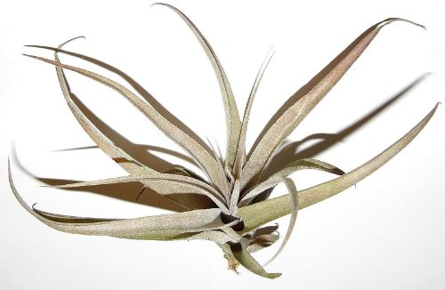 1 Tillandsia cacticola, Tillandsien für Terrarien, Aufsitzerpflanzen von Mühlan's Tillandsienshop