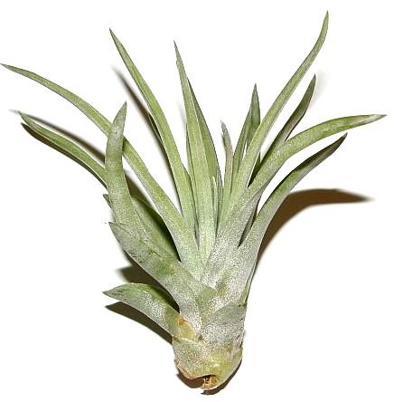 1 Tillandsia sphaerocephala, Tillandsien für Terrarien, Aufsitzerpflanzen von Mühlan's Tillandsienshop