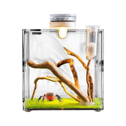 Mwqpgyh Sprungspinnengehäuse, Clear Glass Reptile Container, Acrylsprungspinnen -Clear Terrarium, Schwachkiste für kleine Tier mit Atemloch für Schildkröten, Schnecken, Eidechsen und Käfer von Mwqpgyh