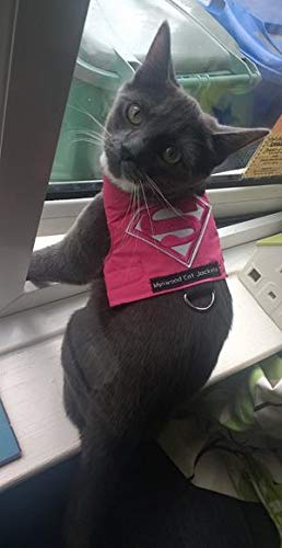 Mynwood Cat Jacket Geschirr für Kätzchen oder ausgewachsene Katzen (Supergirl, ausgewachsene Katze) von Mynwood Cat Jacket