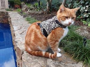 Mynwood Cat Jacket Gemusterter Stoff für Kätzchen oder ausgewachsene Katzen (Geparden, ausgewachsene Katze). von Mynwood Cat Jacket