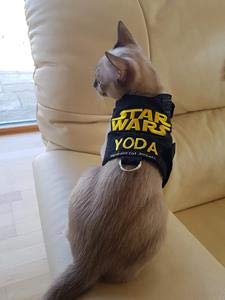 Mynwood Cat Jacket Geschirr für Kätzchen oder ausgewachsene Katzen (Starwars, Kätzchen) von Mynwood Cat Jacket