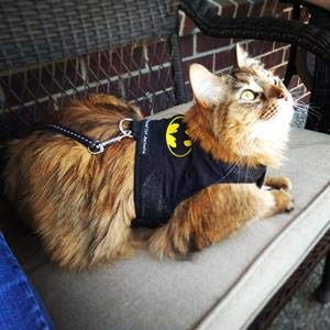 Mynwood Cat Jacket Geschirr für Kätzchen oder ausgewachsene Katzen (Batman, Kätzchen) von Mynwood Cat Jacket