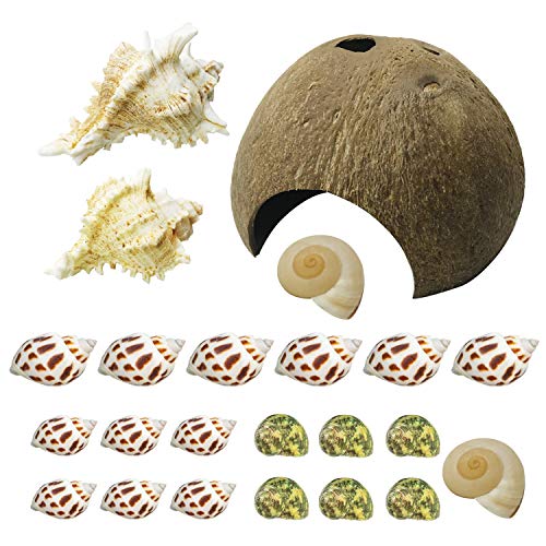 Cayway Turbo Muscheln Muscheln Gemischt Einschließen Reptile Shelter Natürliche Kokosnussschale Reptile Cave und Strand Gemischt Meer Shells für Einsiedlerkrebs, Aquarien von Cayway