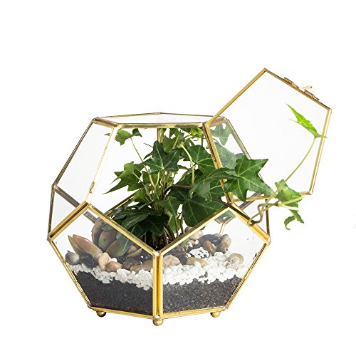 NCYP Gold Kupfer Messing Glas Geometrisches Terrarium mit Tür Pentagon Ball Schließen Farn Moos Sukkulenter Pflanzer Blumentopf Tischplatte Herzstück Display Box 18x18x15 cm (Keine Pflanzen enthalten von NCYP