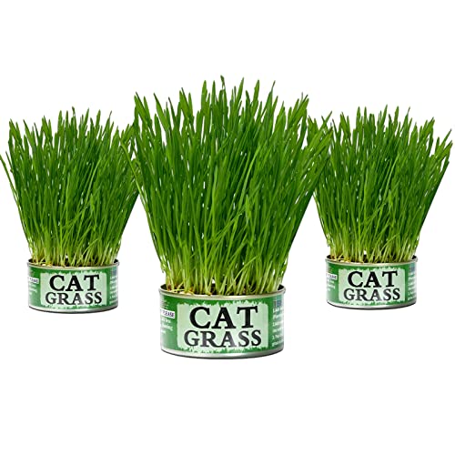 NEKOSEKO Katzengras Grow Dosen-Set, 3 Dosen, Indoor Bio Katzengras (einfach zu bedienen), Zauberdose, Dose öffnen und Wasser hinzufügen von NEKOSEKO