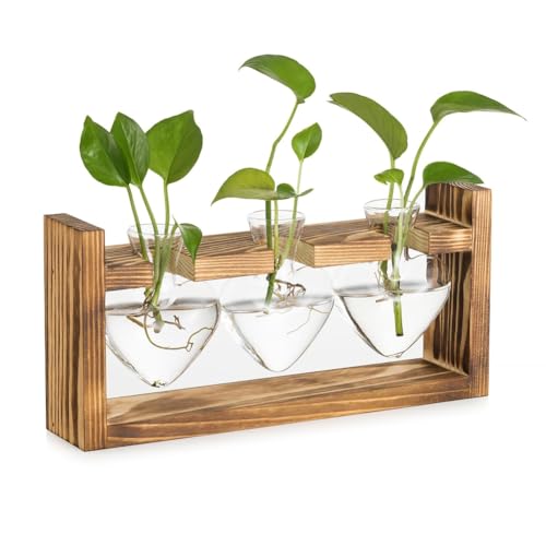 NJTHNTJR Glas-Anzuchtstation für Pflanzen: Vintage mit Holzrahmen Set für Wohnzimmer Büro Regal von NJTHNTJR