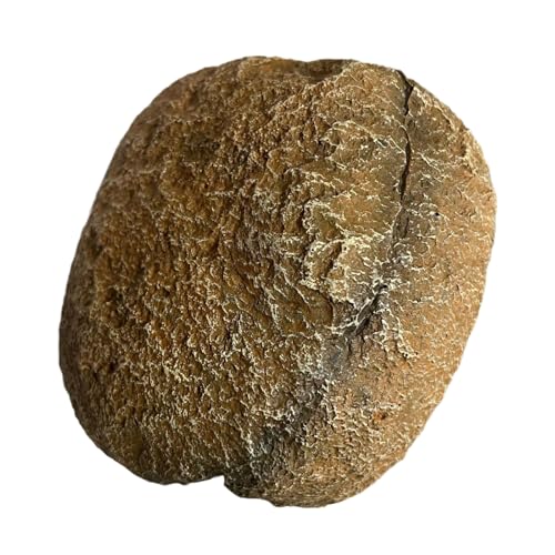 NPXUAMTJ Magnetanhang Zuflucht Nest Felsenhöhle Schutzhaus Für Reptilien Die Sichere Harzaquarien Terrarien Züchten NPXUAMTJ Magnetanhang Zuflucht Nest Felsenhöhle Schutzhaus Für Reptilien Die Sichere Harzaquarien Terrarien Züchten von NPXUAMTJ