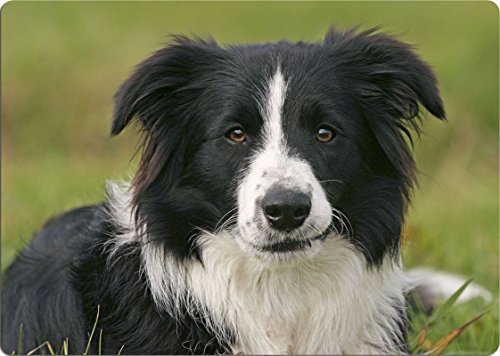 Nanyuk +++ Border Collie - SCHNEIDEBRETT Dekoteller Glasbrett Dekoglas - BOC 02 von Nanyuk