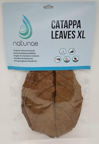 Natunae Seemandelbaumblätter Catappa Leaves XL +20 cm Aquarium - Natürliche Wasseraufbereiter - Nahrungsergänzung Für Süßwasseraquarium von Natunae