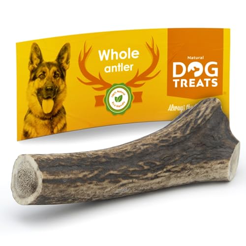 Natural Dog Treats - Hunde Hirschgeweih - Natürlich Hirschgeweih für Hunde groß - Kauknochen Hund - Kaustangen Hund - Kauspielzeug und Zahnpflege - Hundespielzeug - Große (101-150gr) von GIGIL treat your pet like a king