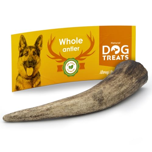 Natural Dog Treats - Hunde Hirschgeweih - Natürlich Hirschgeweih für Hunde - Kauknochen Hund - Kaustangen Hund - Kauspielzeug und Zahnpflege - Hundespielzeug - Kleine Größe (50-75g) von GIGIL treat your pet like a king