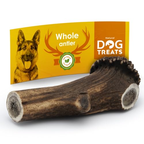 Natural Dog Treats - Hunde Hirschgeweih - Natürlich Hirschgeweih für Hunde - Kauknochen Hund - Kaustangen Hund - Kauspielzeug und Zahnpflege - Hundespielzeug - Extra Große (151-200 gr) von GIGIL treat your pet like a king