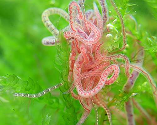 NatureHolic Lebendfutter Tubifex I nährstoffreich I gutes Naturfutter I Wasserbewohner I Nachzucht möglich von NatureHolic Lebendfutter