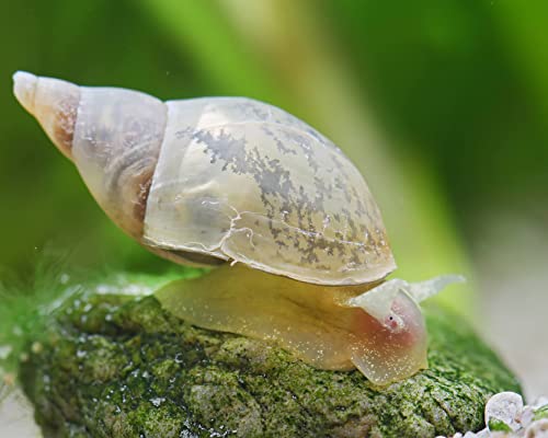 Natürliche Teichfilter Anlage für deinen Gartenteich für klares Wasser und gegen Teichschlamm I 10x Teichmuschel - 10x Spitzschlamm - 10x Sumpfdeckelschnecke von NatureHolic