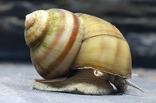 Natürliche Teichfilter Anlage für deinen Gartenteich für klares Wasser und gegen Teichschlamm I 3X Teichmuschel - 3X Spitzschlamm - 3xSumpfdeckelschnecke von NatureHolic