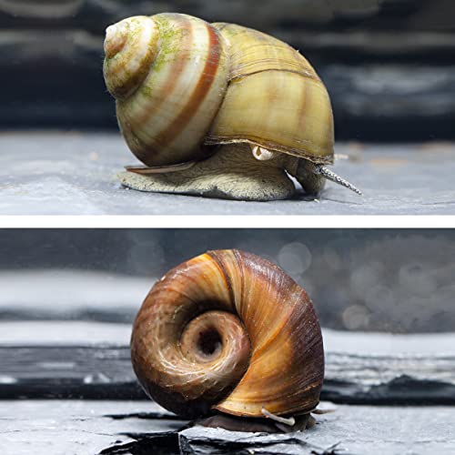 Natürlicher Laubfresser für Dein Gartenteich/Laubfrei Teich, Teichbecken I 10x Sumpfdeckelschnecke und 10x Teichposthorn von NatureHolic