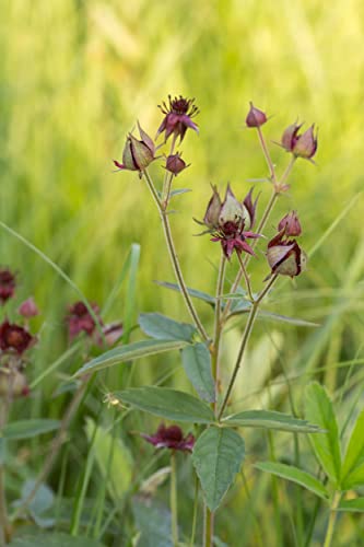 NatureHolic Blutauge - Potentilla palustris von NatureHolic