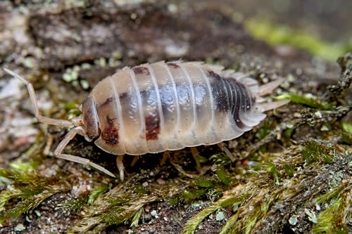 NatureHolic Flinke Kellerassel | Porcellio laevis Dairy Cow | Terrarium Putztrupp | Bodenpolizei | 1 Tier von NatureHolic