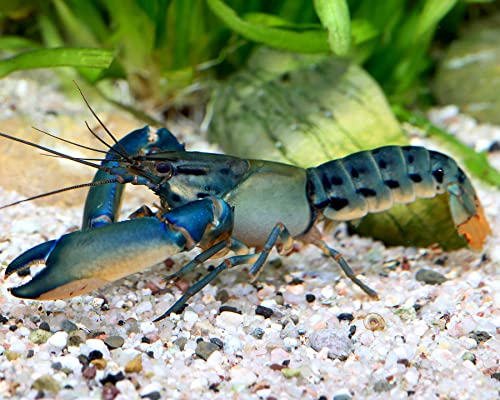 NatureHolic Green Hornet Flusskrebs - Cherax sp, Geschlecht:Weibchen von NatureHolic