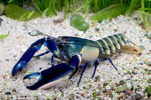 NatureHolic Green Hornet Flusskrebs - Cherax sp., Geschlecht:Männchen von NatureHolic