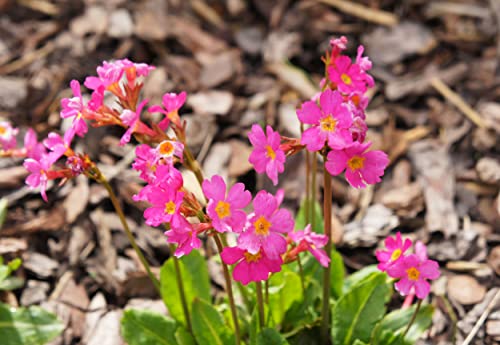 NatureHolic Rosenprimel - Primula rosea von NatureHolic