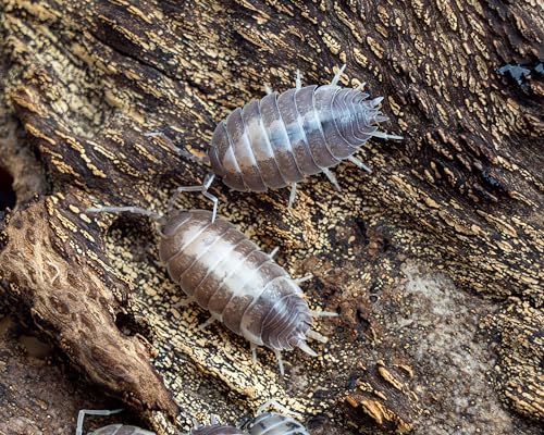 NatureHolic Schwarz-weiße Assel | Porcellio laevis White Back | Terrarium Putztrupp | Bodenpolizei | 1 Tier von NatureHolic