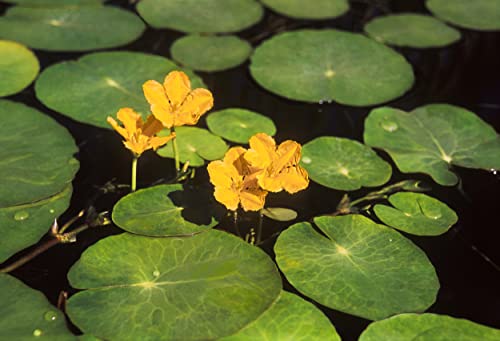 NatureHolic Seekanne gelb - Nymphoides peltata von NatureHolic