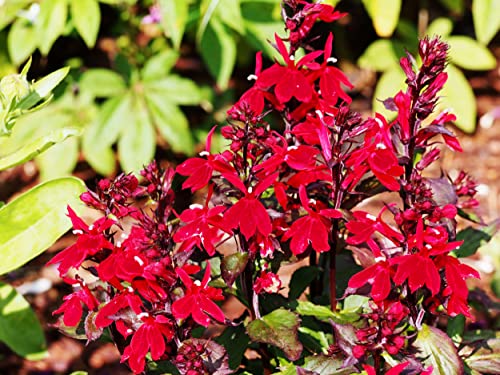 NatureHolic Staudenlobelie - Lobelia splendens von NatureHolic