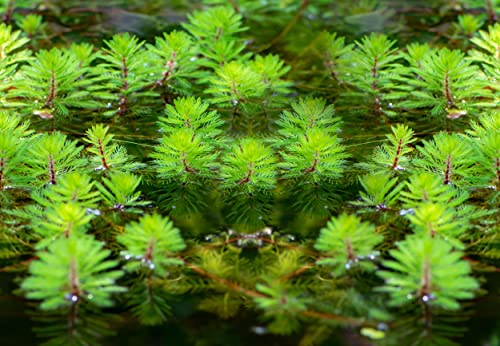 NatureHolic Tausendblatt - Myriophyllum hippuroides von NatureHolic