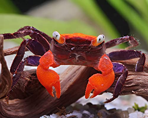 NatureHolic Vampirkrabbe Fire: Faszinierende kleine Landkrabbe aus Indonesien mit auffälliger intensiv roter Färbung am Rückenpanzer und Scheren von NatureHolic