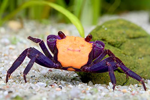 NatureHolic - Vampirkrabbe ''Orange Black Eye'' - Terraristik Tier mit schönen Farben und einfacher Haltung für artgerechtes Feuchtterrarium von NatureHolic