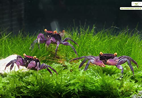 NatureHolic Vampirkrabbe ''Red Cranaval'' - Attraktive und Pflegeleichte Landkrabbe aus Indonesien für das Feuchtterrarium von NatureHolic