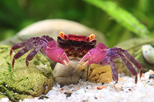 NatureHolic - Vampirkrabbe 'Vampir Ultra Purple Arm' für artgerechte Haltung im Feuchtterrarium von NatureHolic