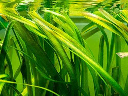 NatureHolic Wasserschraube - Vallisneria gigantea von NatureHolic