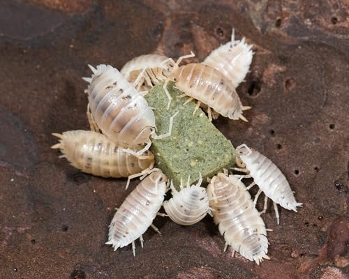 NatureHolic Weiße Assel | Porcellio laevis White| Terrarium Putztrupp | Lebendfutter | Isopoden | 1 Tier von NatureHolic