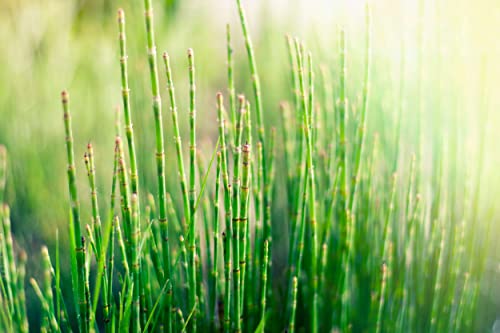 NatureHolic Zwerg-Schachtelhalm - Equisetum scirpoides von NatureHolic