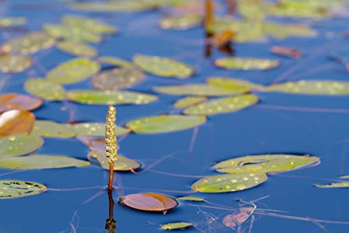 NatureHolic schwimmendes Laichkraut - Potamogeton natans von NatureHolic