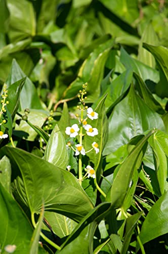 Pfeilkraut - Sagittaria latifolia von NatureHolic