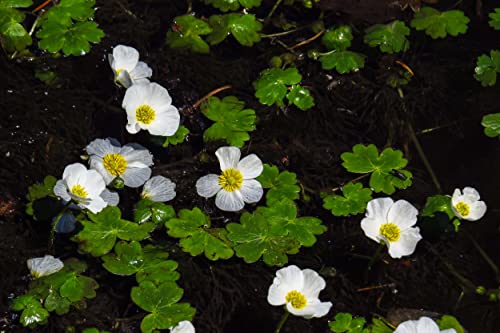 Wasserhahnenfuß - Ranunculus aquatilis von NatureHolic