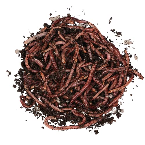 Futterwürmer - Mittel - 800 Stück im Eimer von Natursache